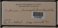 Craterium leucocephalum var. leucocephalum image